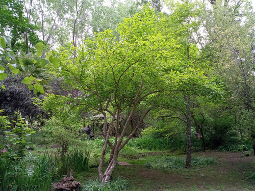 Los Ángeles. Jardín Botánico Agroecológico, Rio, Bosque