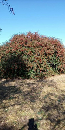 Imagen 26 de 30 de Casa Con Campo 7 Hectareas San Esteban Cordoba