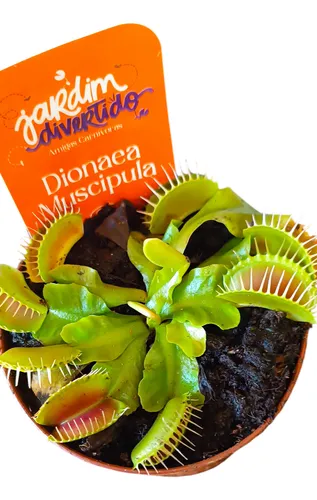 comprar Planta Carnívora Natural