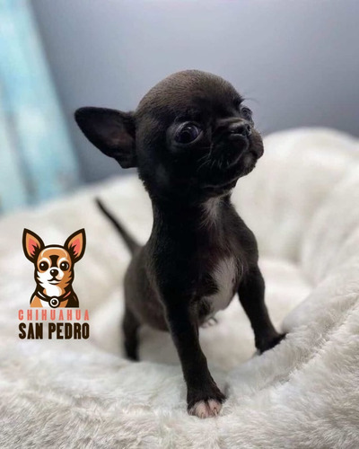 Chihuahua 44 Marrón