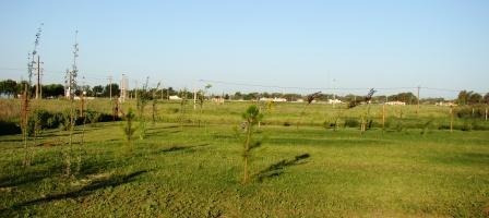 Imagen 2 de 6 de Lote En Venta En Sector Sur De #trenquelauquen