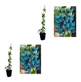 Mudas Flor De Jade Azul | MercadoLivre ???? Mudas Flor De Jade Azul | MercadoLivre ????