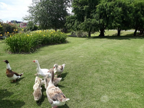 Imagen 20 de 22 de Casa En Alquiler En Santa Catalina - Villanueva - Tigre