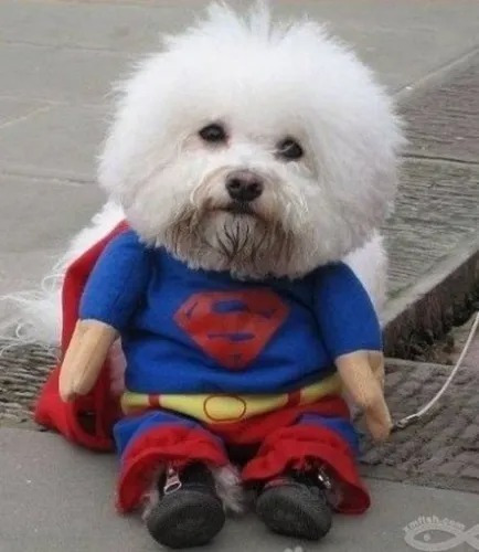 Disfraz Superman Para Perro Chihuahua
