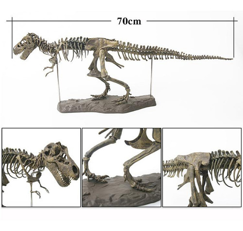 Conjunto Fósil De Modelo De Esqueleto De Dinosaurio