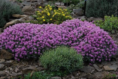 Imagem 6 de 7 de Alyssum Violeta Flor De Mell Alisso Flor Sementes P/mudas
