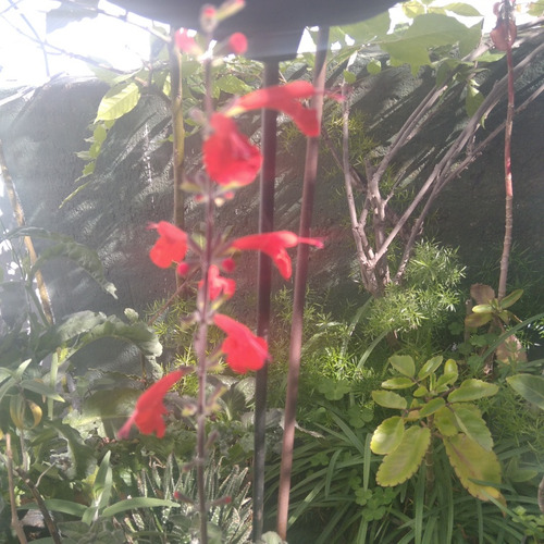 Salvia Roja Atrae Picaflor