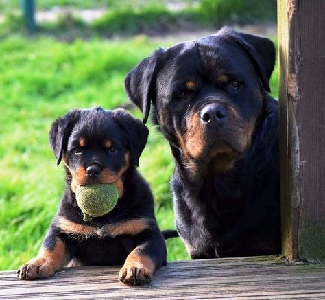 Rottweiler