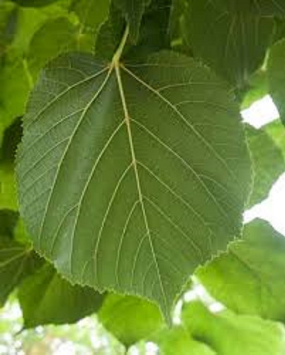 Imagen 2 de 9 de Arbol De Tilo - 4 Años - 2,5 Mts.hermoso-e.gratis Cabaygba