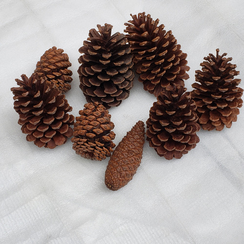 Iniciador De Fuego Para Parrilla Piñas Naturales (pack X 20)