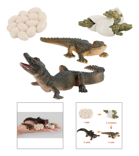 2 X Ciclo De Vida Animal Modelo Cocodrilo Niños Preescolar I