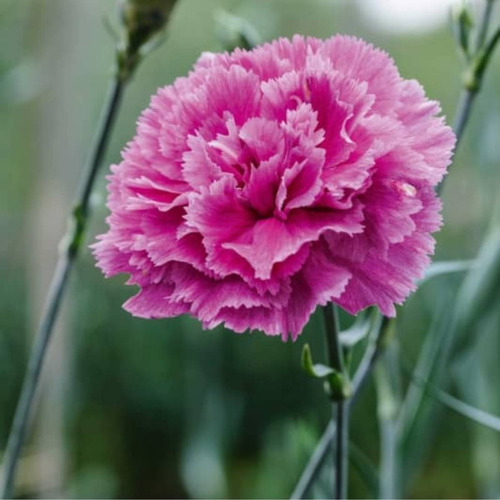Sementes De Cravo Gigante Chabaud (rosa) Feltrin