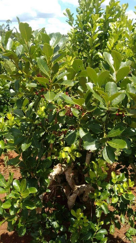 Chacra En Misiones Puerto Leoni-posible Financiación