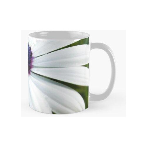 Taza Flor De Margarita Blanca Con Centro Morado Calidad Prem