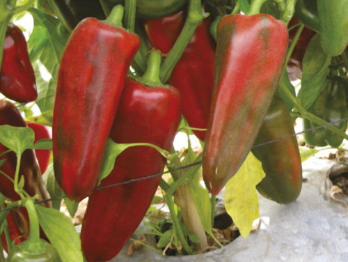Chile Pimiento Mini Rojo 15 Semillas No Pica Sdqro2