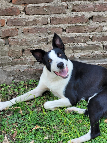 Cachorron Mix De Border Collie Con Galgo, Bellezaa 1 Añito!