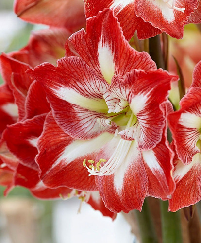 Bulbos De Amaryllis Simple Tamaño 26-28 Novedad 2019 | MercadoLibre