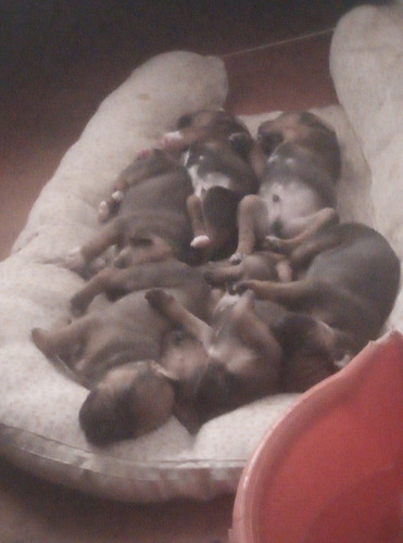 Imagen 5 de 5 de Vendo Cachorros Boxer