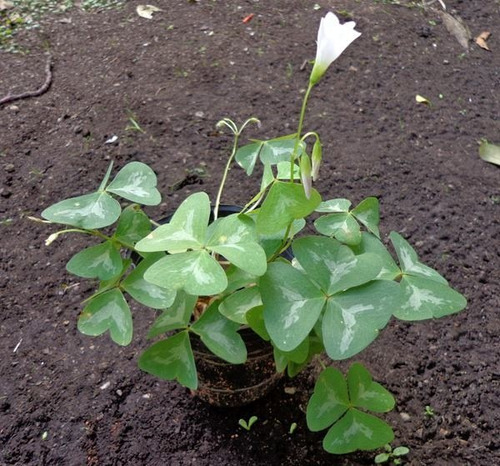 5 Bulbos De Oxalis Triangularis