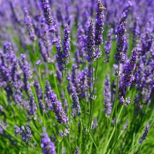 SEMILLAS DE LAVANDA – Huerta Familiar