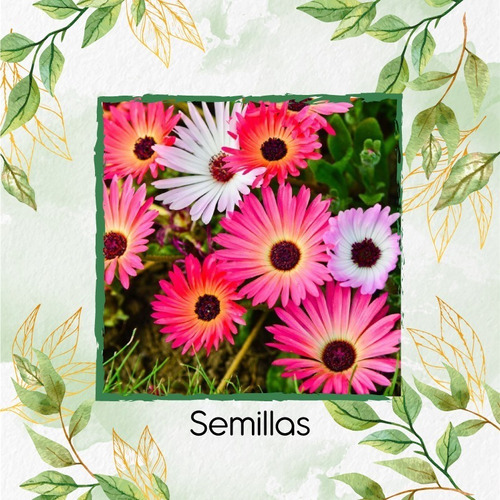 3.000 Semillas De Flor Mesembryanthemum Criniflorum