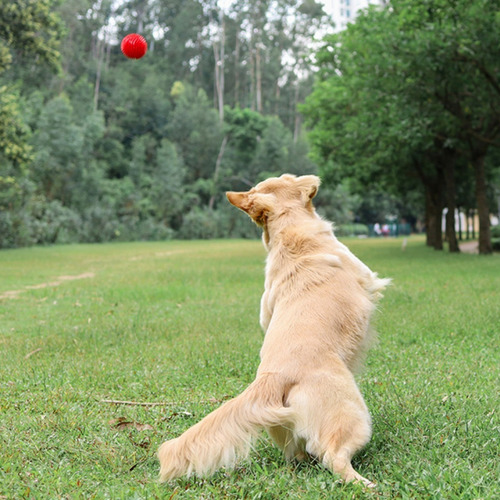 Imagen 5 de 6 de Juguete Pelota Mordedera Limpieza Dental Con Sonido Perro