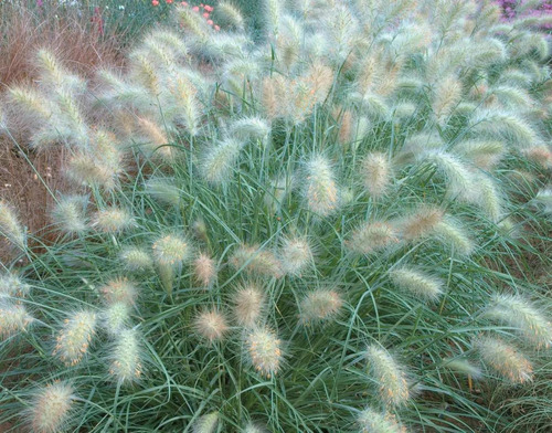 Sementes De Pennisetum Villosum  Capim Dos Texas Branco 