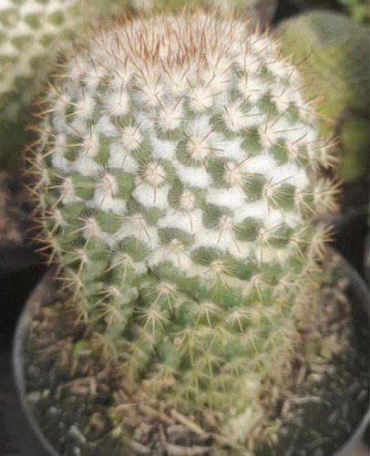 Cactus Exóticos De Colección