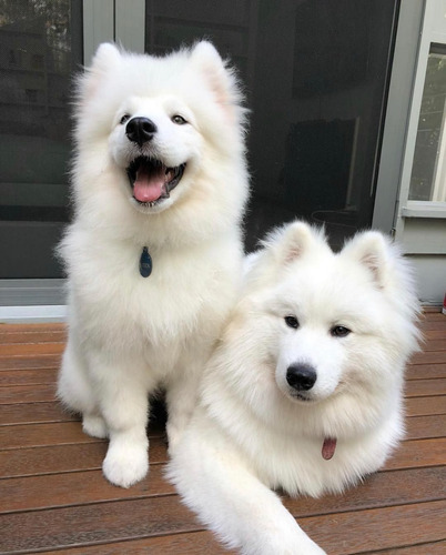 Imagen 2 de 2 de Cachorros Samoyedo Para Adopción
