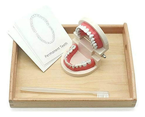 Montessori Kids Practical Life Simulated Tooth Toy Cepillad.