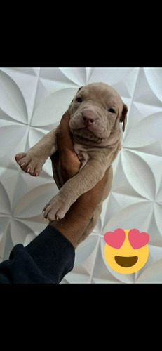 Imagem 2 de 5 de Lindos Filhote De America Bully