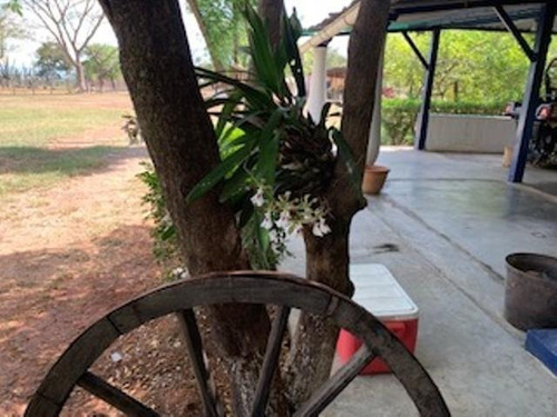 Imagen 15 de 23 de Venta De Finca Edo. Guarico, Pao Los Dos Caminos 1082 Hectáreas
