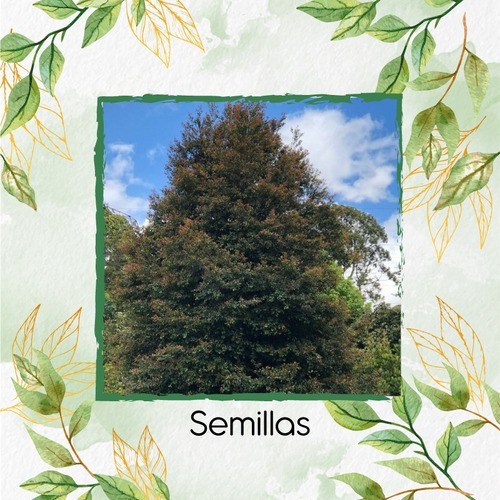 50 Semillas De Árbol Lafoensia Speciosa