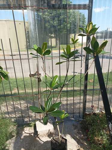 Árbol De Magnolia De Flores Blancas!! Grandiflora