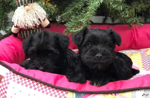 Schnauzer Miniatura Negros