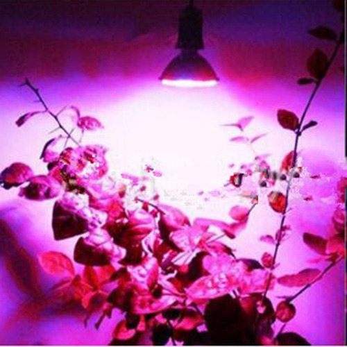 Planta De Interior Crece Ligera 220v 5w