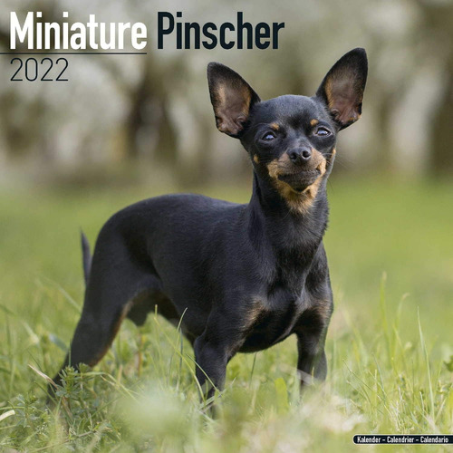 Libro: Miniature Pinscher Calendar - Dog Breed Calendars - W