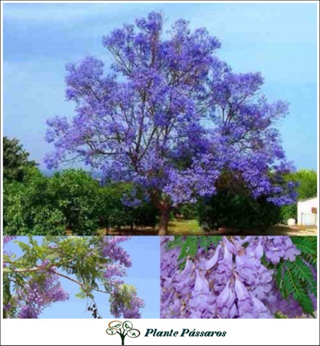 Imagem 6 de 10 de Kit 300 Sementes Nativas E Exóticas De Árvores Floríferas
