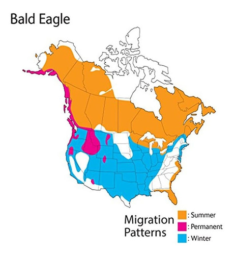 Republica Salvaje Pajaros Audubon Aguila Calva Felpa Con