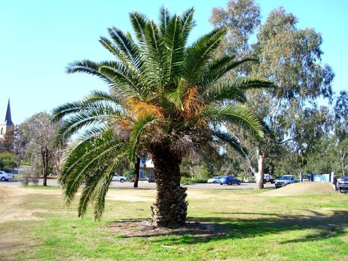 Imagen 2 de 4 de Palmera Phoenix Canariensis 20lts