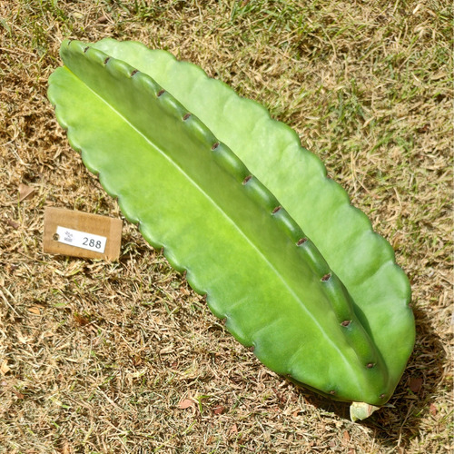 Cereus Jamacaru Sem Espinho Com 33cm P/ Plantio (lp-288)