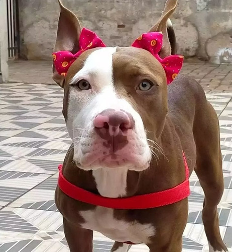 Laços Pet C/ Elástico Regulável Para Cães De Pêlo Curto