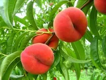 Comprar Durazno Gigante ( Injerto ) Prod. 5 Meses