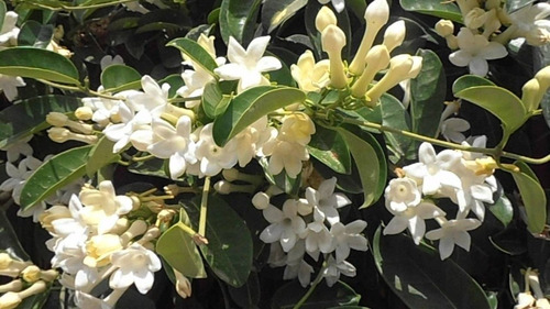 Jazmin De Madagascar ( Stephanotis Floribunda ) Aromaticos