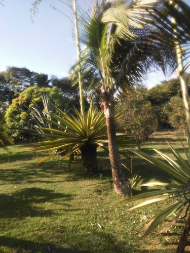 Imagem 17 de 24 de Sitio/chácara De Tangerina