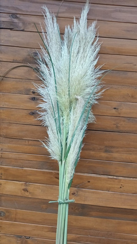 Cortadera De Las Pampas / Pampa Grass / Cola De Zorro