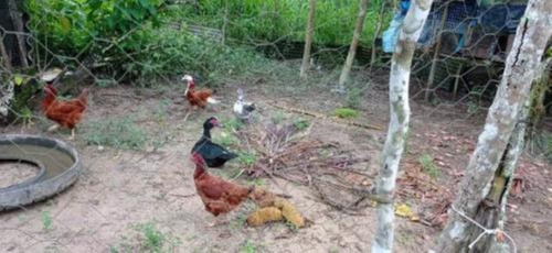 Imagem 13 de 25 de Chácara Com 50.000 M² De Área Total E Com Horta, Lago, Riacho, Pomar E Cozinha Caipira, No Bairro Gaivota, Em Itanhaém Ref: 9242/ac