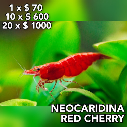 Camaron Red Cherry Neocaridina Davidi Acuario Plantado.