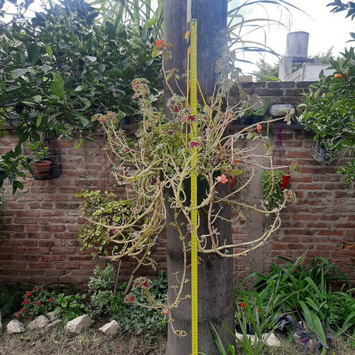 Imagen 3 de 7 de Plantas Combo Maceta Colgante Coleo Y Alegria Del Hogar