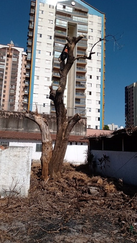 Imagem 1 de 2 de Corte E Poda De Árvores